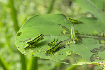 grasshopper mating on green leaf