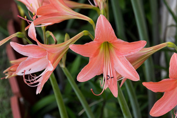 Hippeastrum
