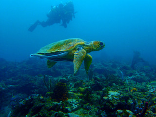 Scuba diving and turtle