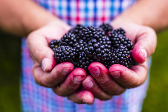Fresh blackberries from garden in hands.