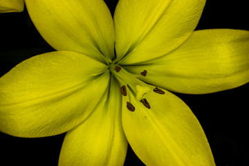 Yellow lily and black background