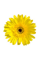 Naklejka premium selection of yellow gerbera on white background