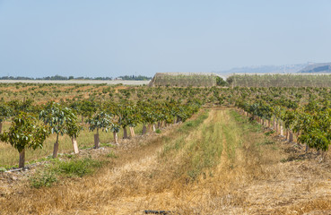 Fototapeta na wymiar Avocado plantation