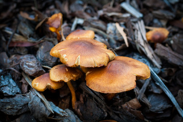 Wild Mushrooms