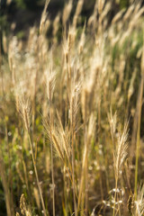 Golden wheat background 