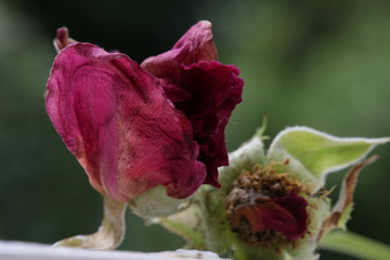 Das Rosenherz verwelkt - Rose Blume Liebe