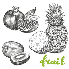 fruit pomegranate, kiwi, pineapple set hand drawn vector illustration realistic sketch
