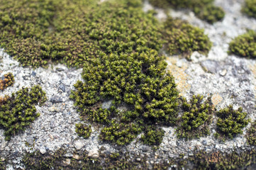 苔と石