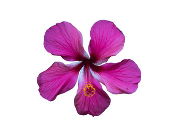 a red hibiscus flower isolated on white background