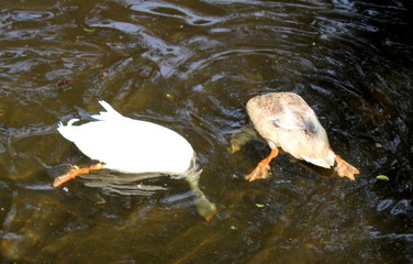 Tauchende Enten