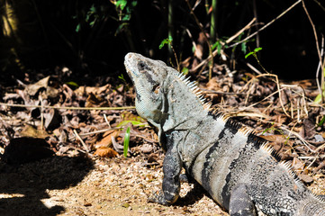 mexican lizard under sun light