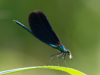 Blaue Libelle frisst Blattlaus