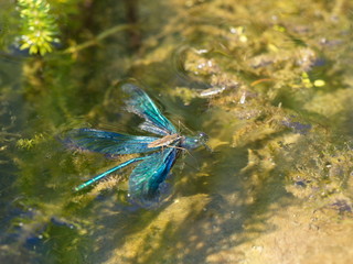 Wasserläufer frisst Libelle - pond skater eats dragonfly
