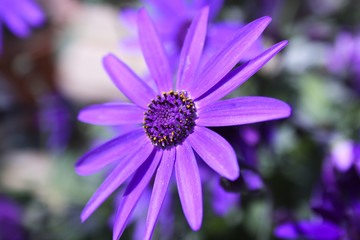 Fototapeta premium Lila Blume in der Sonne