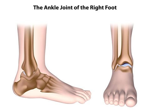 Illustration of ankle joint - MedicalGraphics