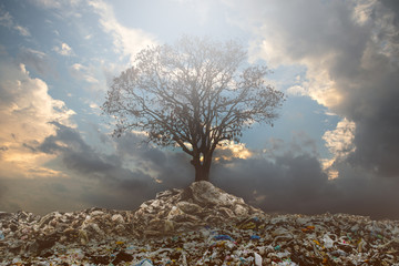 Big alone tree in the garbage. The concept of world love and clean energy.