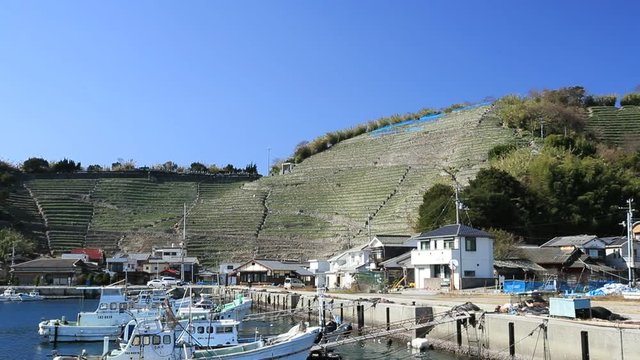 遊子水荷浦の段畑（愛媛県宇和島市）　右パン