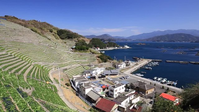 遊子水荷浦の段畑（愛媛県宇和島市）　右パン