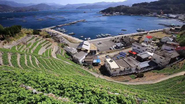 遊子水荷浦の段畑（愛媛県宇和島市）　右パン