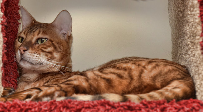 Beautiful breed toyger cat lying.