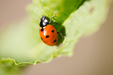 Naklejka premium Seven-spot ladybird (Coccinella septempunctata) extreme macro.