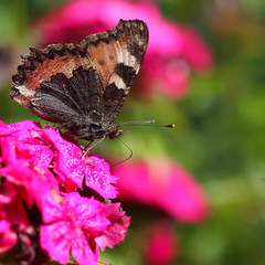 Macro view of vibrant butterfly on flower background