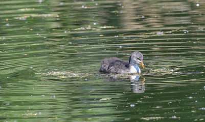 Piccolo di folaga cerca cibo nel lago