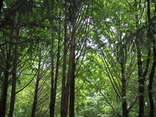 森林浴/深呼吸したくなります。