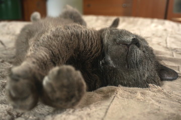 gray british cat is sleeping. focus on legs