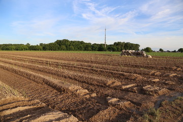 Cultivation process /  Asparagus plants / Asparagus cultivation