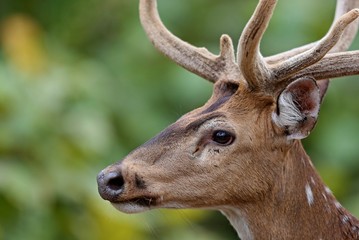 Beautiful axis deer in the nature habitat in India. Beautiful axis deer close up. Indian wildlife and tiger prey in detail.