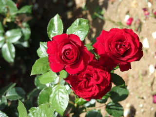 バラの魅力/深紅