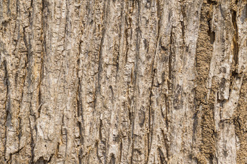 teak bark