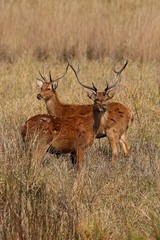 Barasingha deer in the nature habitat in India. Beautiful and big deers in the dark forest. Indian wildlife and very rare animals. Barasinga deers.