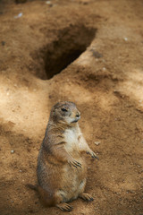 Black-tailed prairie dog (Cynomys ludovicianus)