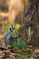 Indian langur monkey in the nature habitat. Langurs resting on the tree. Wildlife scene with nice animal. Hot summer in Rajasthan, India. Tree with beautiful indian langur monkey.