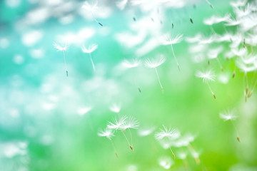 Dandelion seeds fly in the wind close up macro with soft focus on green and turquoise background. Summer spring airy light dreamy background.