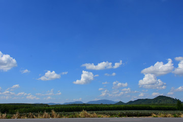 The blue sky and clouds with tropical forest texture background.