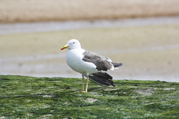 Möwe am Strand von Ostende