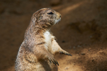 Black-tailed prairie dog (Cynomys ludovicianus)