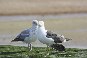 Möwen am Strand von Ostende