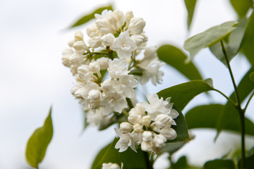 Syringa