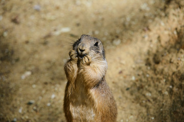 Black-tailed prairie dog (Cynomys ludovicianus)