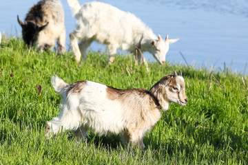 Goats in the pasture near the river