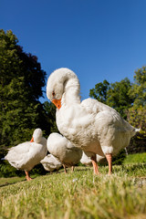 White geese
