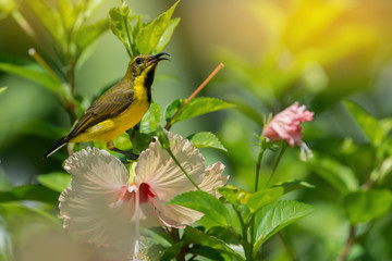 Meet me at the blossom.Juvenile bird,Olive backed Sunbird( Cinnyris jugularis ) enjoying sweet from fresh flower..