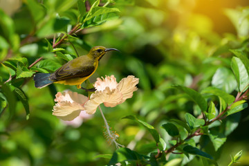Meet me at the blossom.Juvenile bird,Olive backed Sunbird( Cinnyris jugularis ) enjoying sweet from fresh flower..