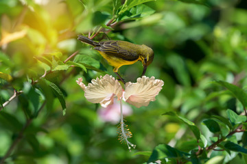 Meet me at the blossom.Juvenile bird,Olive backed Sunbird( Cinnyris jugularis ) enjoying sweet from fresh flower..