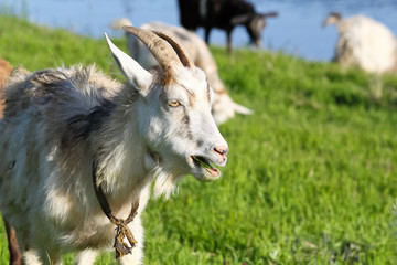 Naklejka na ściany i meble Goats in the pasture near the river