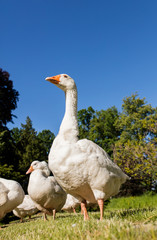 White geese